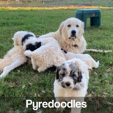Great Pyrenese & Pyredoodles